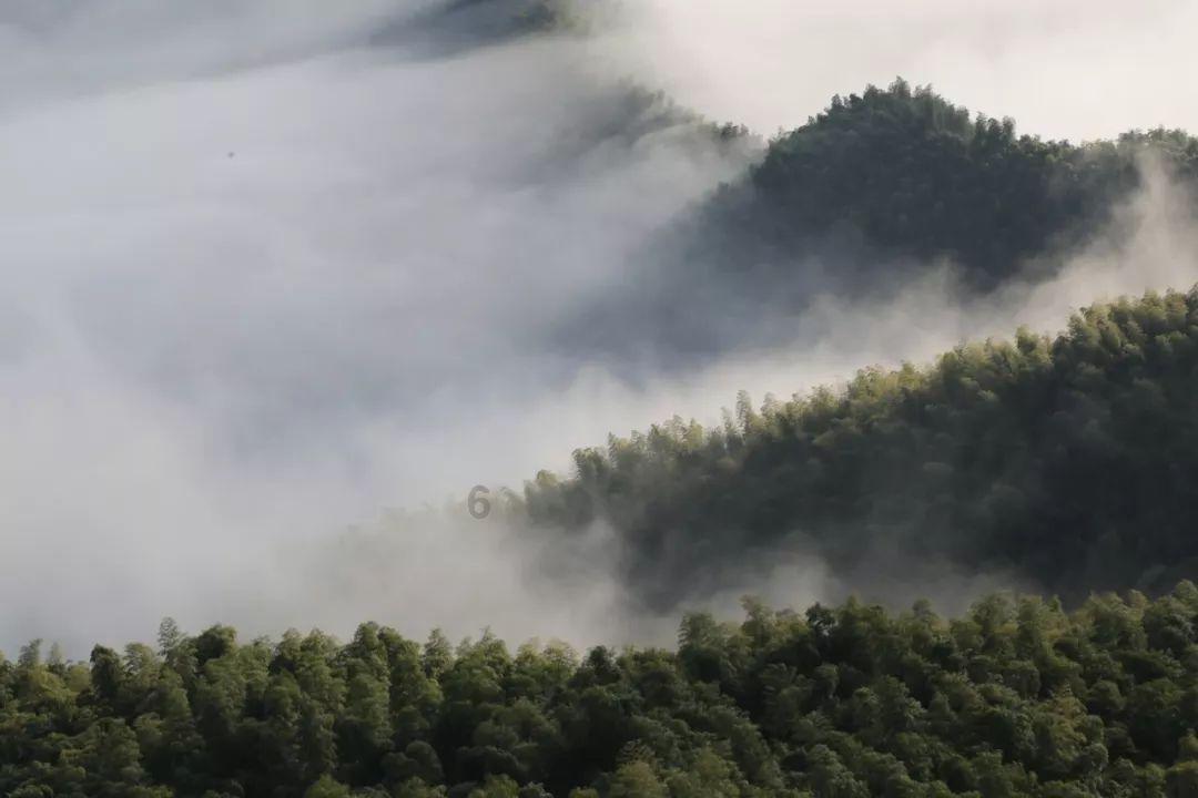 逃离白鸽之森